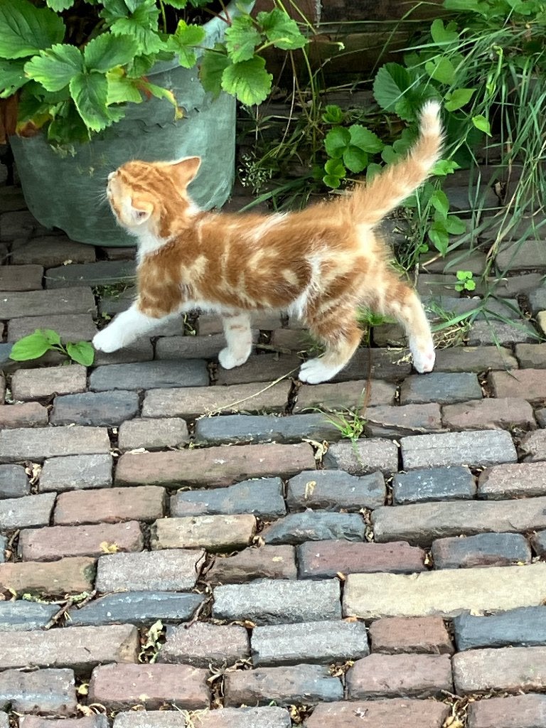 Kittens rode kater en lapjes poes kitten lapjespoes, Dieren en Toebehoren, Katten en Kittens | Overige Katten, Meerdere dieren