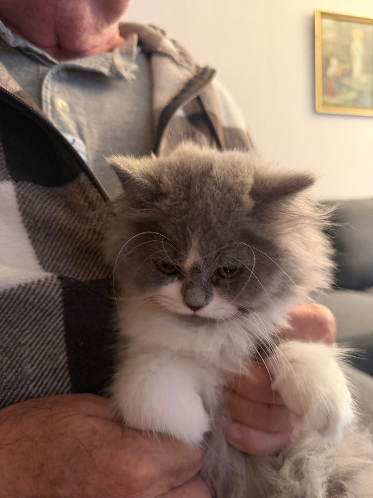 Britse krothaar kittens, Dieren en Toebehoren, Katten en Kittens | Raskatten | Langhaar, Ontwormd