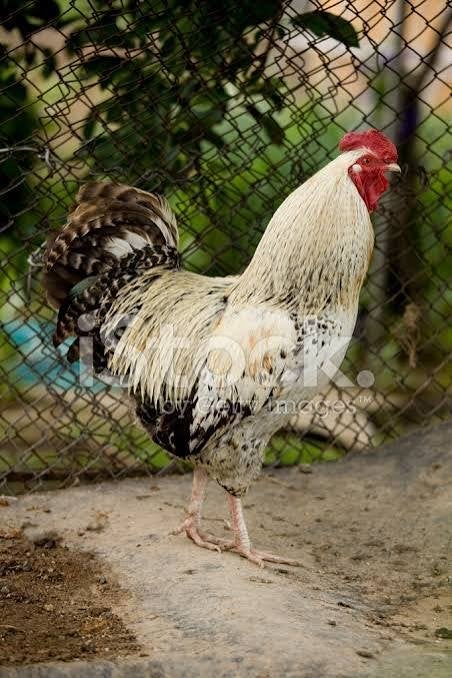 Gratis ophalen hanen en kippen, Dieren en Toebehoren, Pluimvee, Meerdere dieren, Kip
