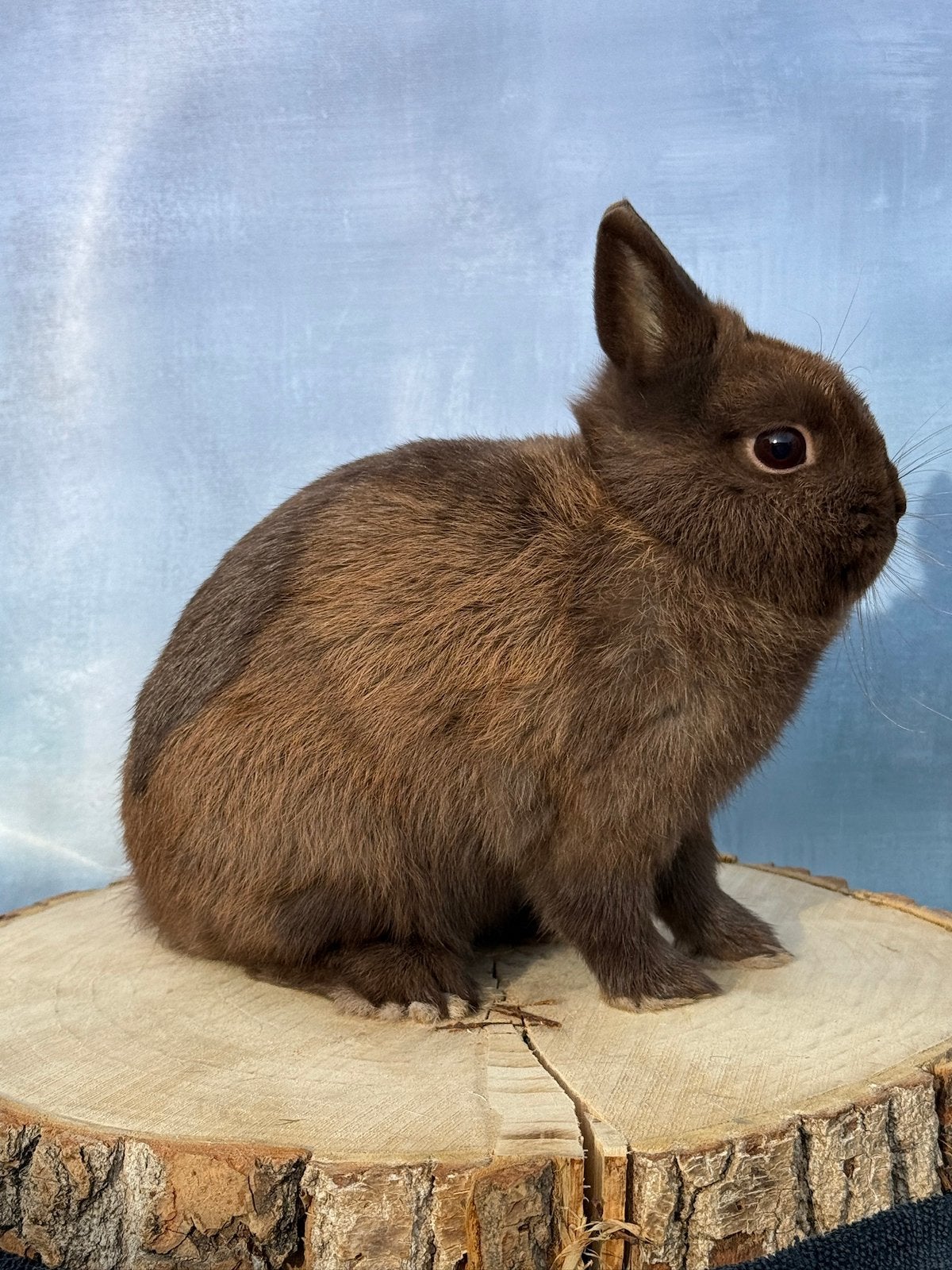 Kleurdwerg ram bruin, Mannelijk, Dwerg, 0 tot 2 jaar