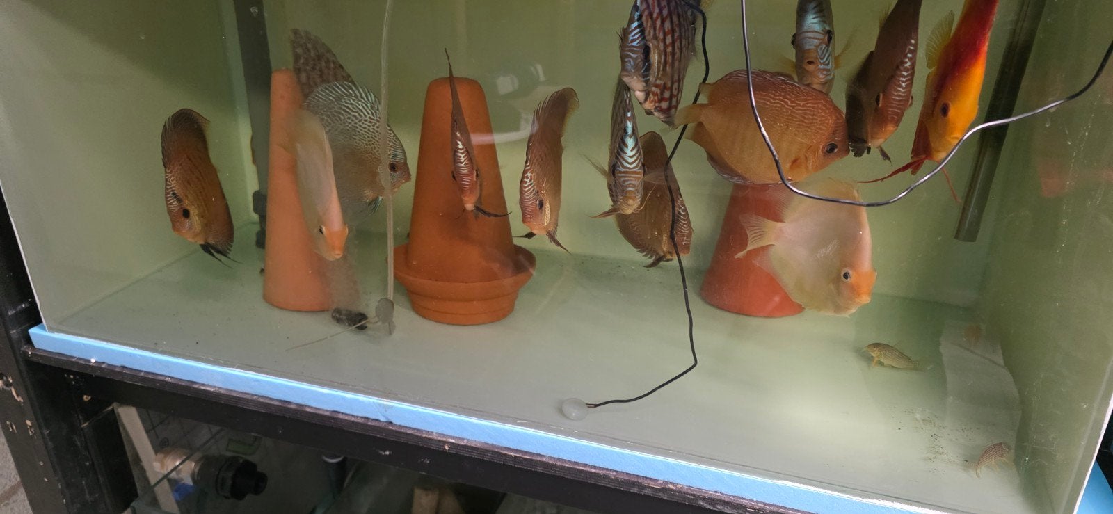 discus, Overige typen