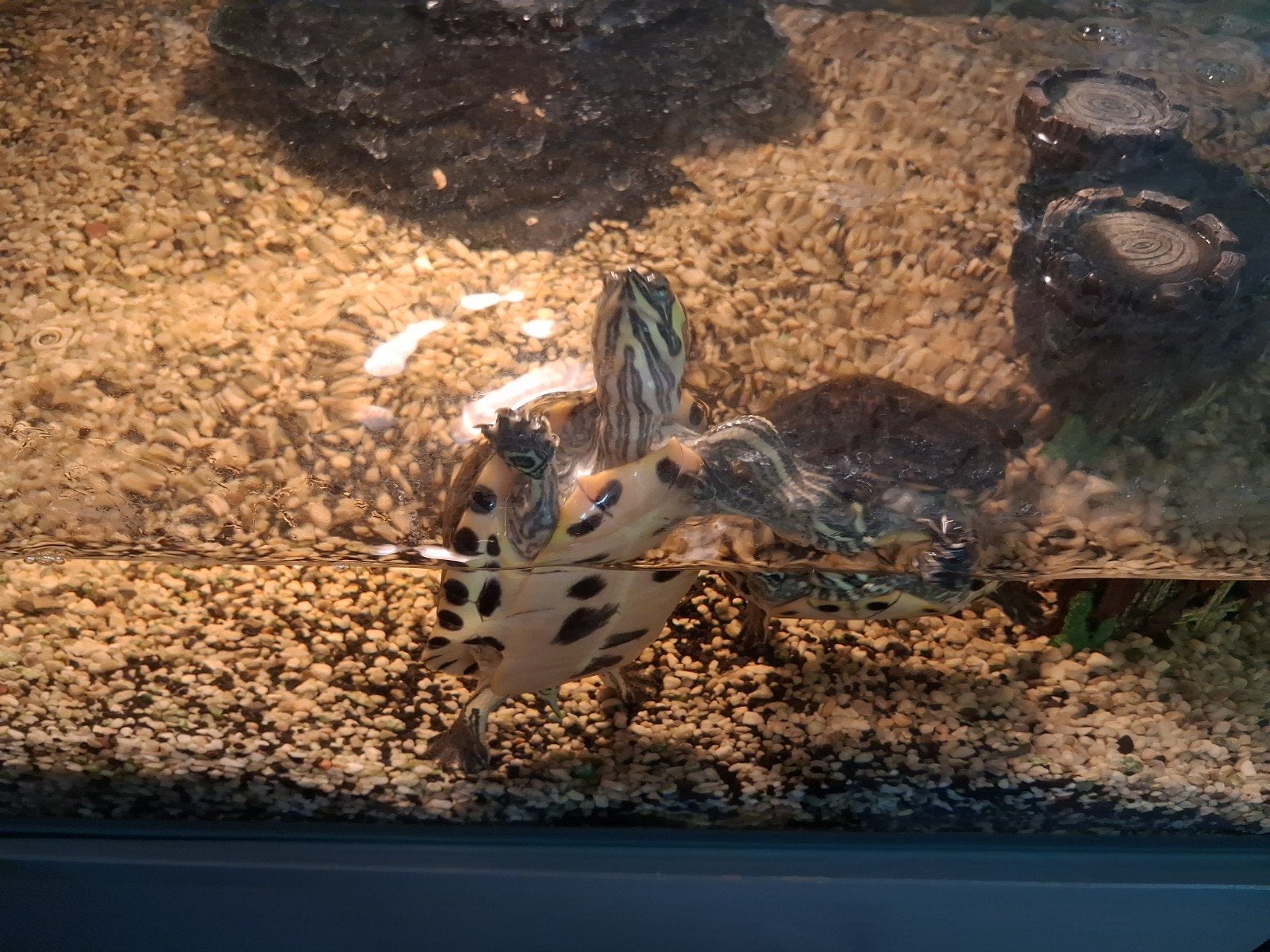 schildpadden, Schildpad