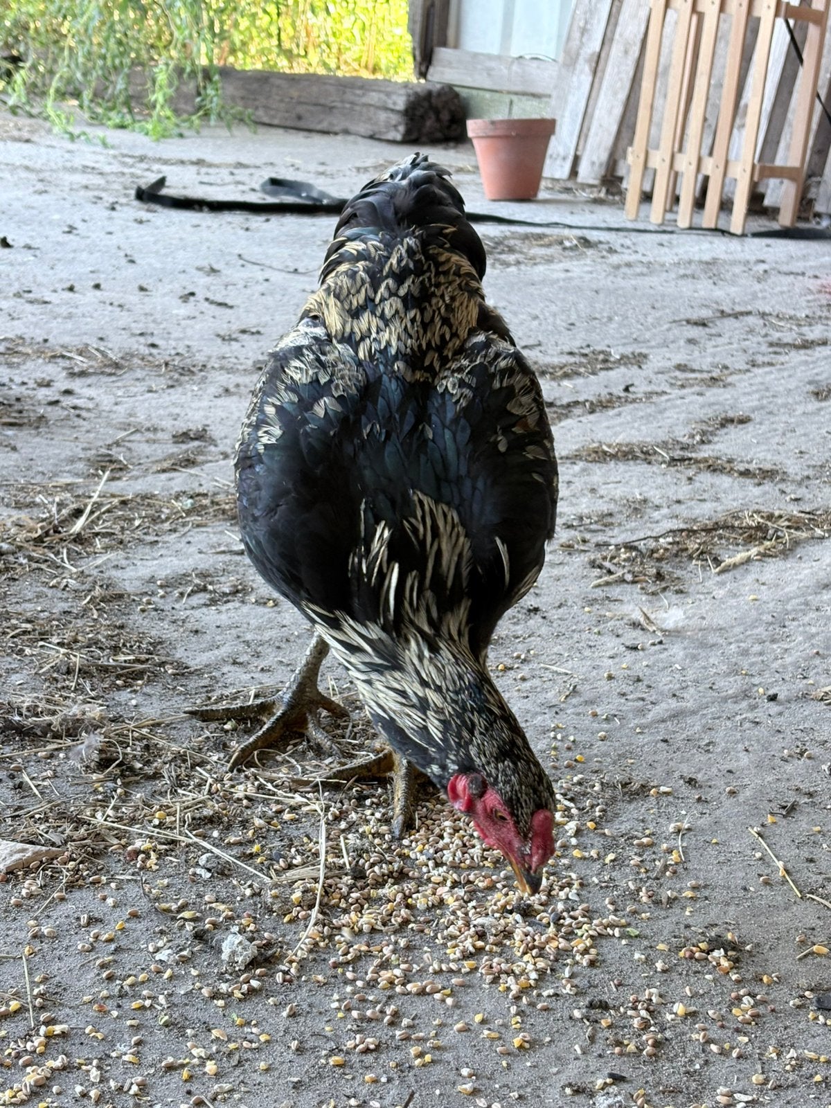 Zeer mooie haan te koop, Dieren en Toebehoren, Pluimvee, Mannelijk, Kip