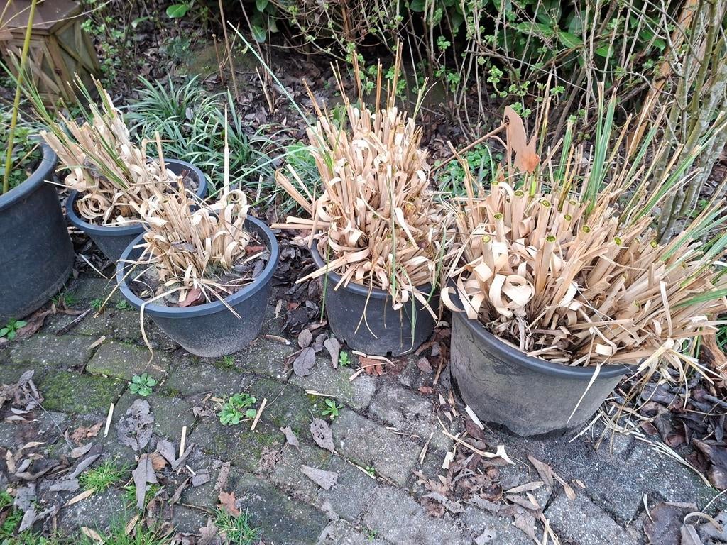 Pampagras 4 stuks, Ophalen, Rond, Minder dan 30 cm