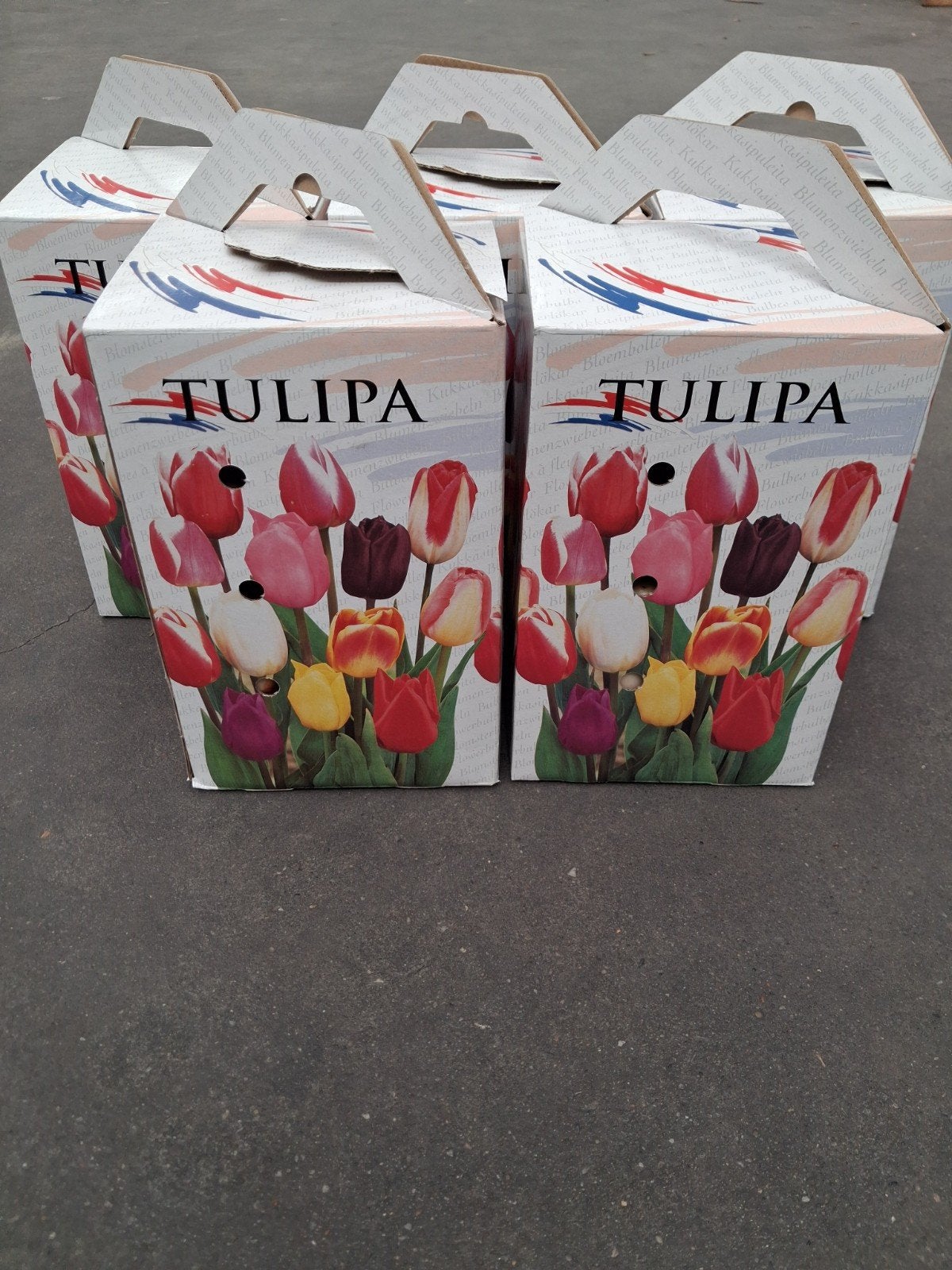 Tulpen Mix - 50 Tulpenbollen in Leuk Doosje, Ophalen of Verzenden, Najaar, Volle zon, Bloembol