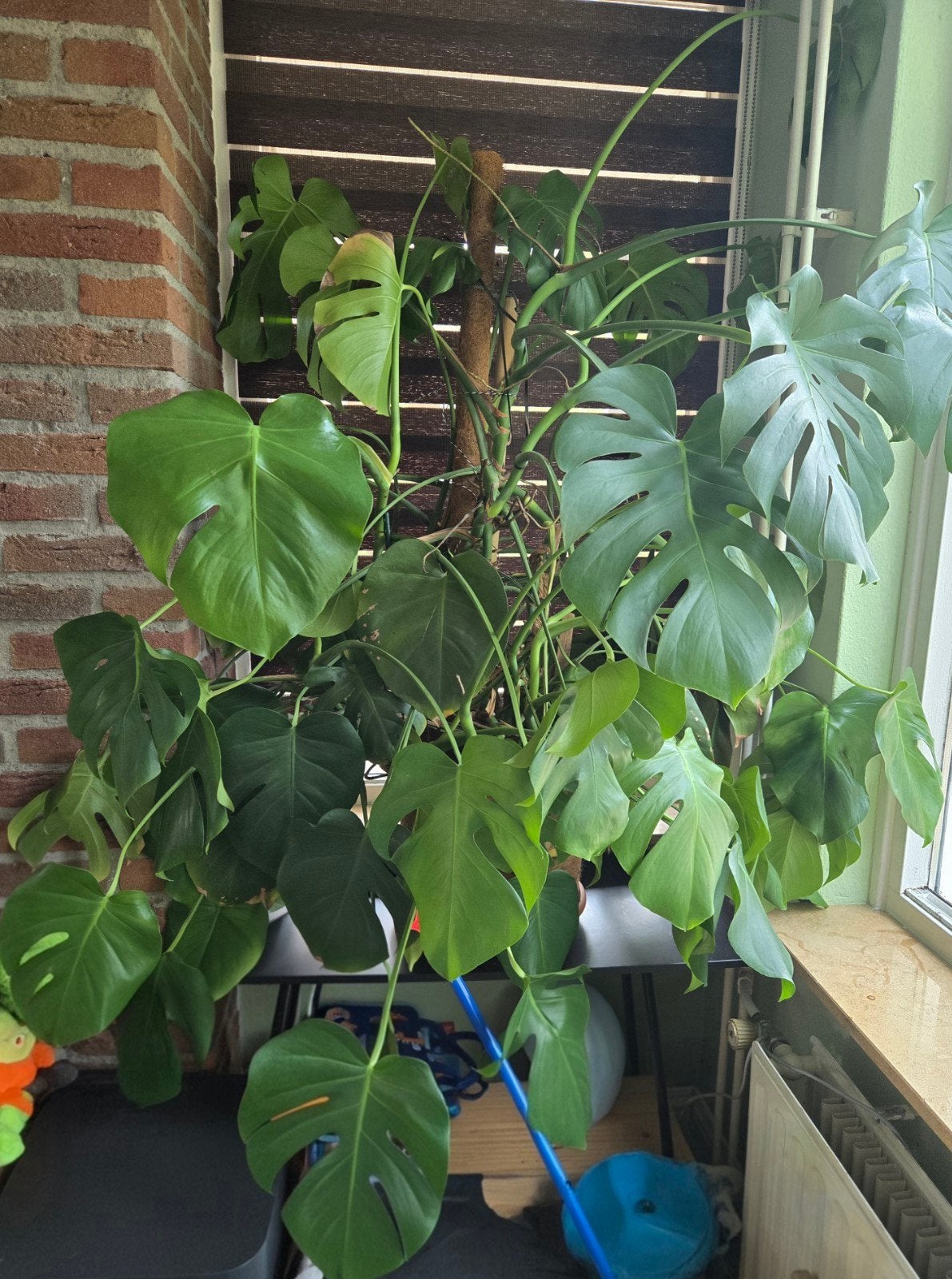 Grote Monstera Deliciosa, Ophalen, Overige soorten, Halfschaduw, In pot
