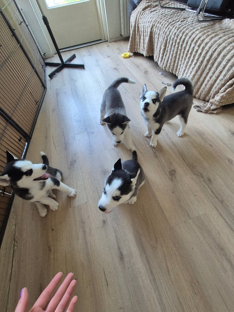 Husky pups 1200€, Parvo, 8 tot 15 weken, Teef, Poolhond