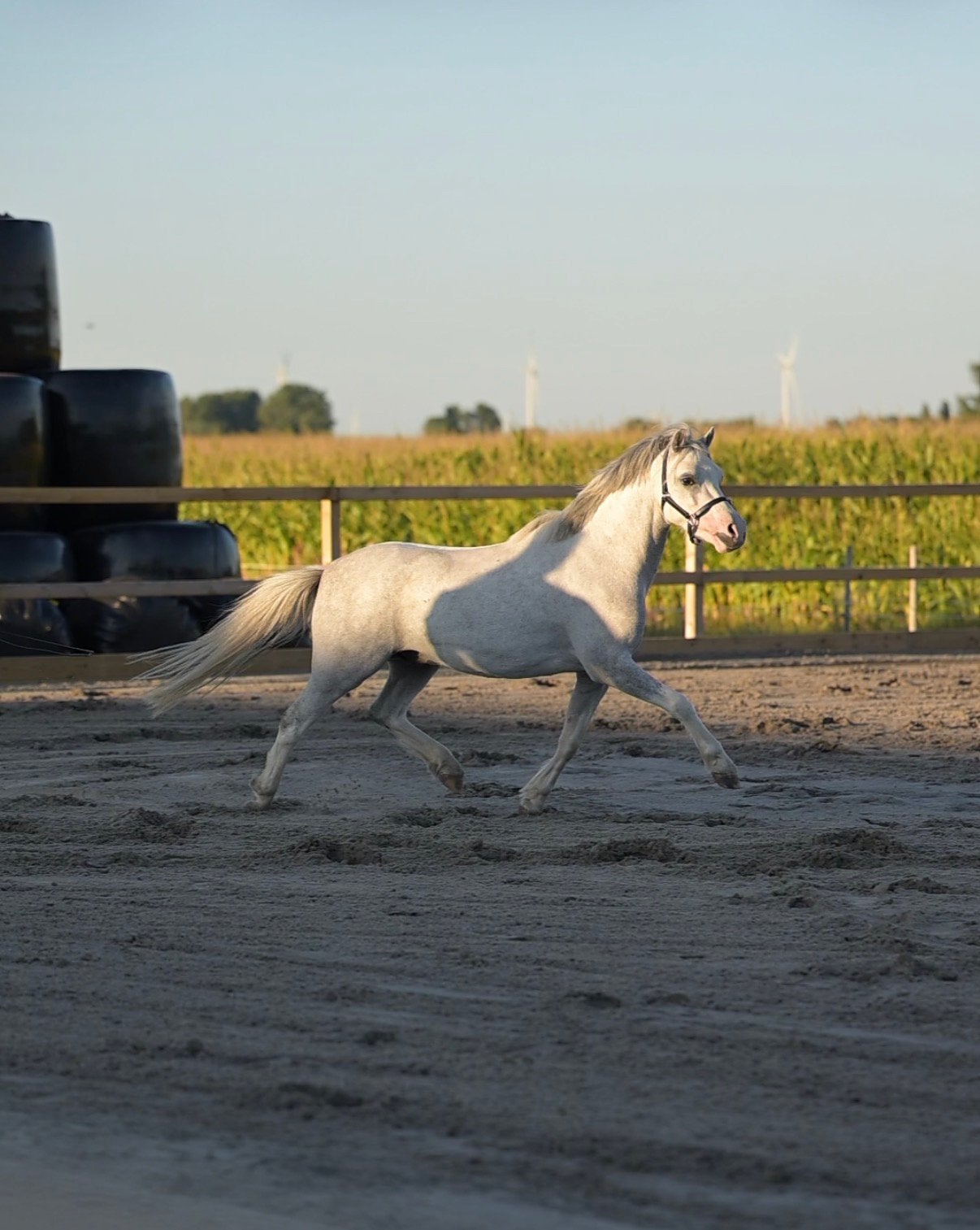 Joup: menpony - 4 jaar - Welsh ruin van 1.22 m, Ruin