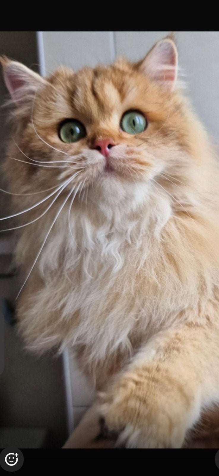 Kat Scottish, Dieren en Toebehoren, Kater, Met stamboom