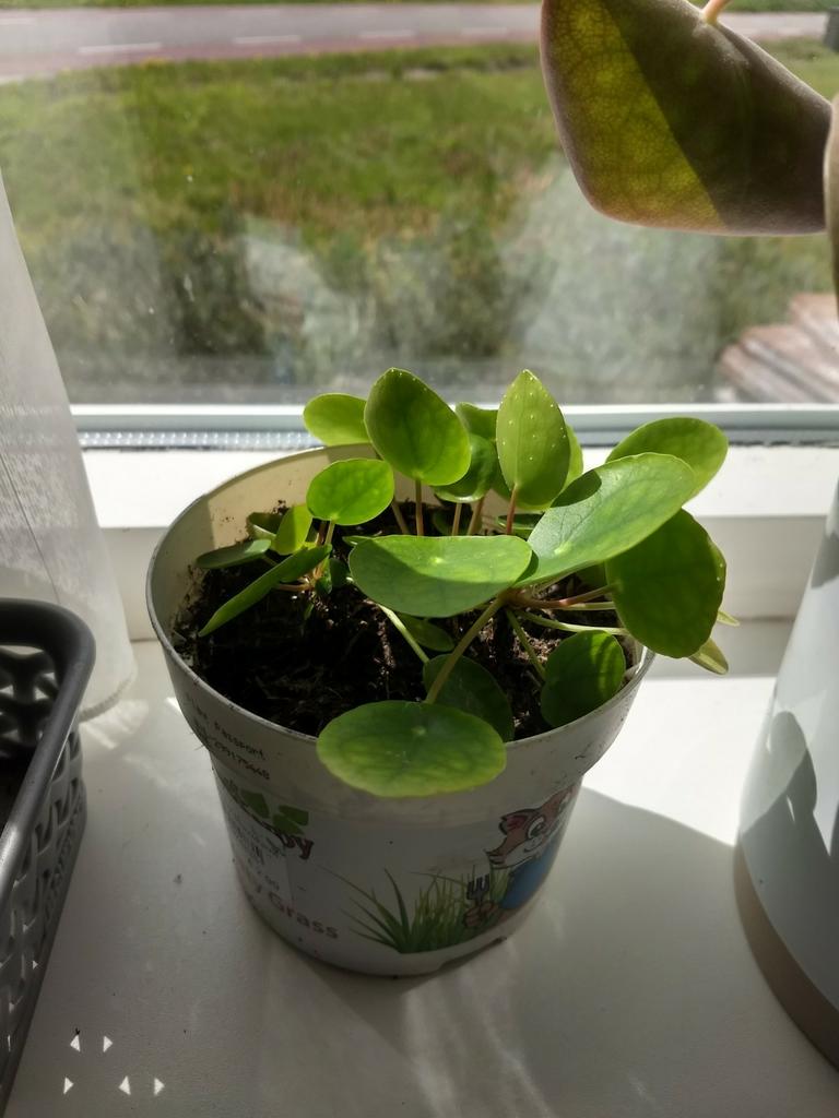 Pannenkoek plant, Huis en Inrichting, Kamerplanten, Overige soorten, Minder dan 100 cm, Groene kamerplant, Halfschaduw