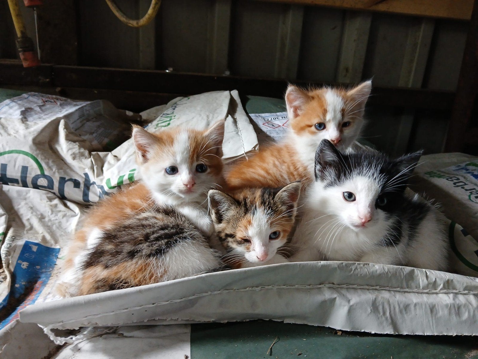 Lieve boerderij kittens, Meerdere dieren