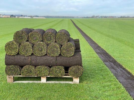 GRAS We snijden Graszoden. Vandaag leggen. Zoden op voorraad, Tuin en Terras, Planten | Tuinplanten, Bodembedekkers, Volle zon
