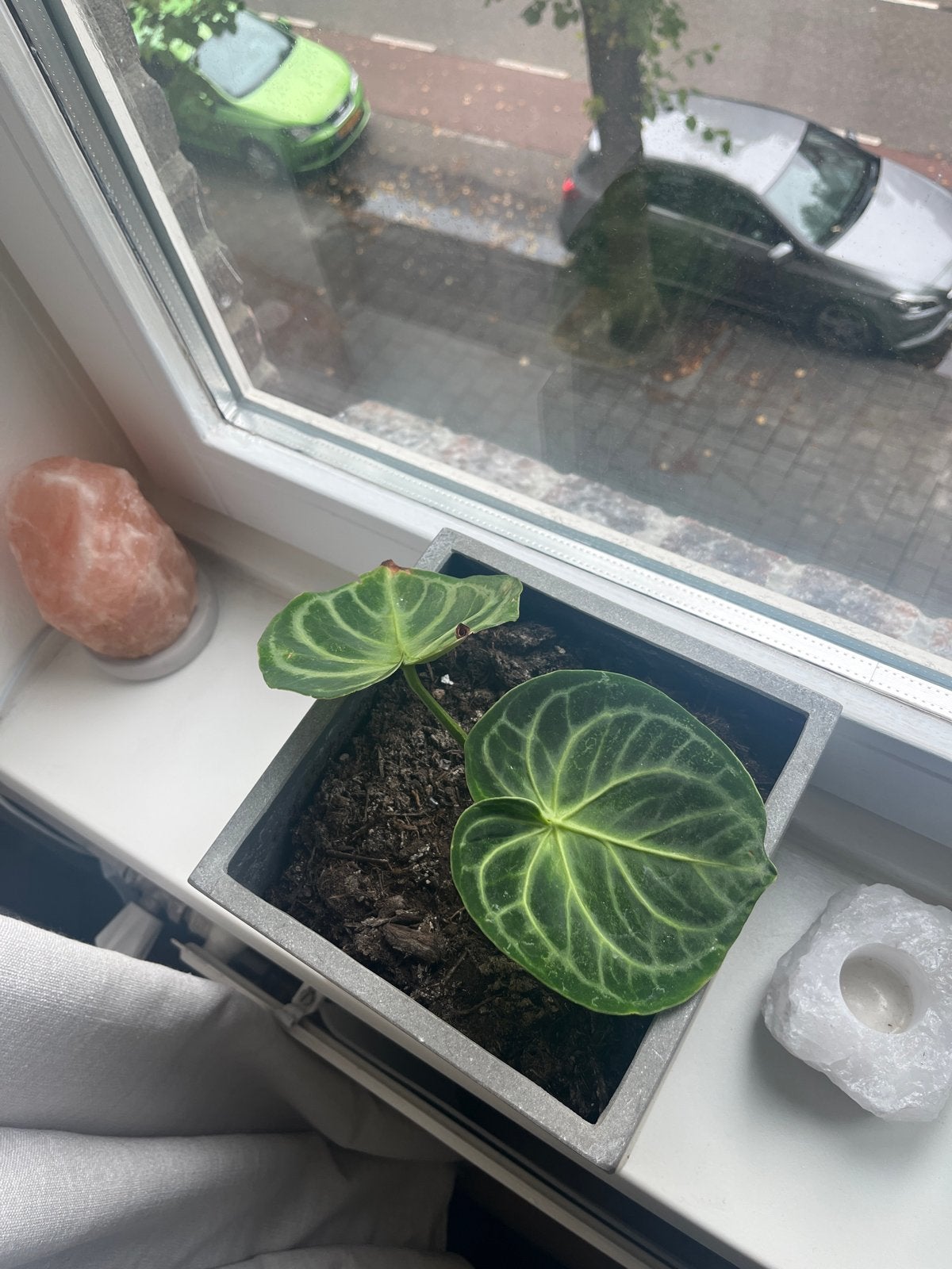 Anthurium Clarinervium - fluwelen bladplant, Vaste plant, Bloeit niet, Halfschaduw, Ophalen