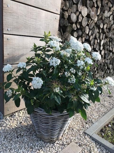 Viburnum €9,00, Vaste plant, Halfschaduw, Winter, Ophalen