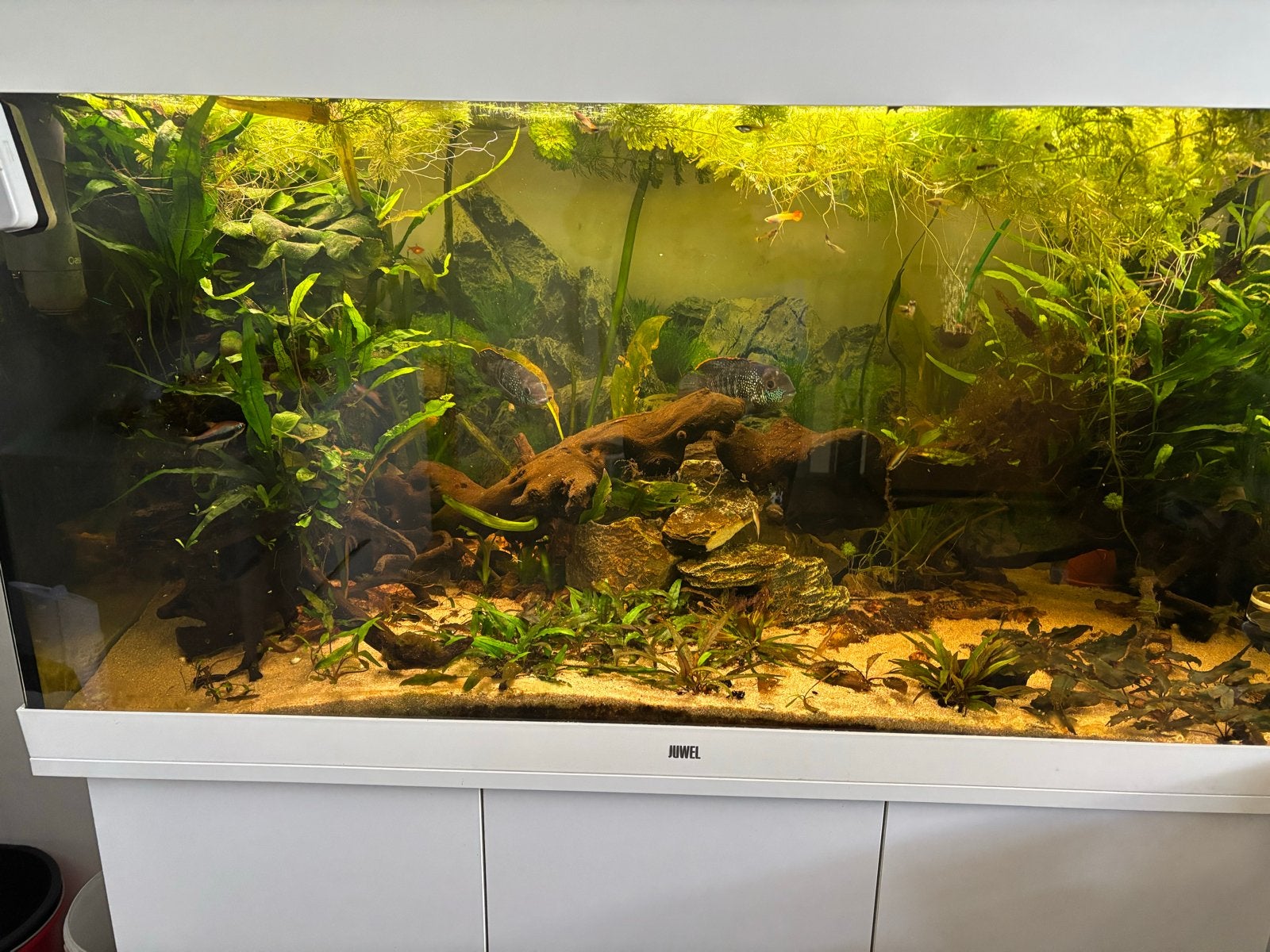 Juwel 350 en een kweekbak, Ophalen, Zo goed als nieuw, Gevuld zoetwateraquarium