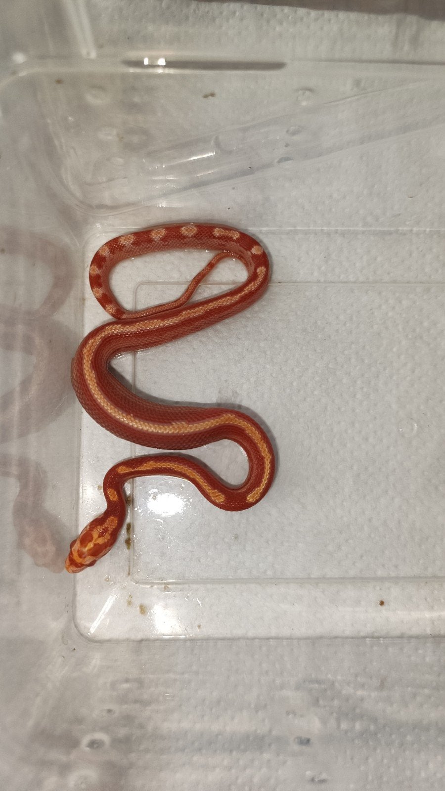 Korenslangen amel, amel/motley 0.0.11 NK September 2026 Corn Snake photo 5