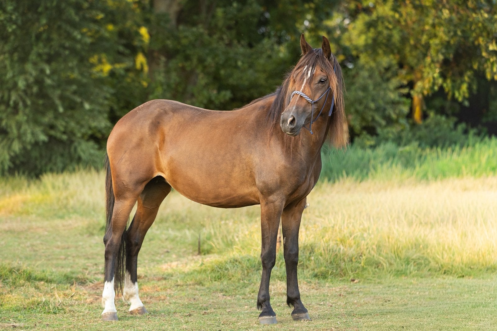 Stamboek New Forest merrie 6 jaar, Met stamboom, Springpony, 3 tot 6 jaar, Onbeleerd