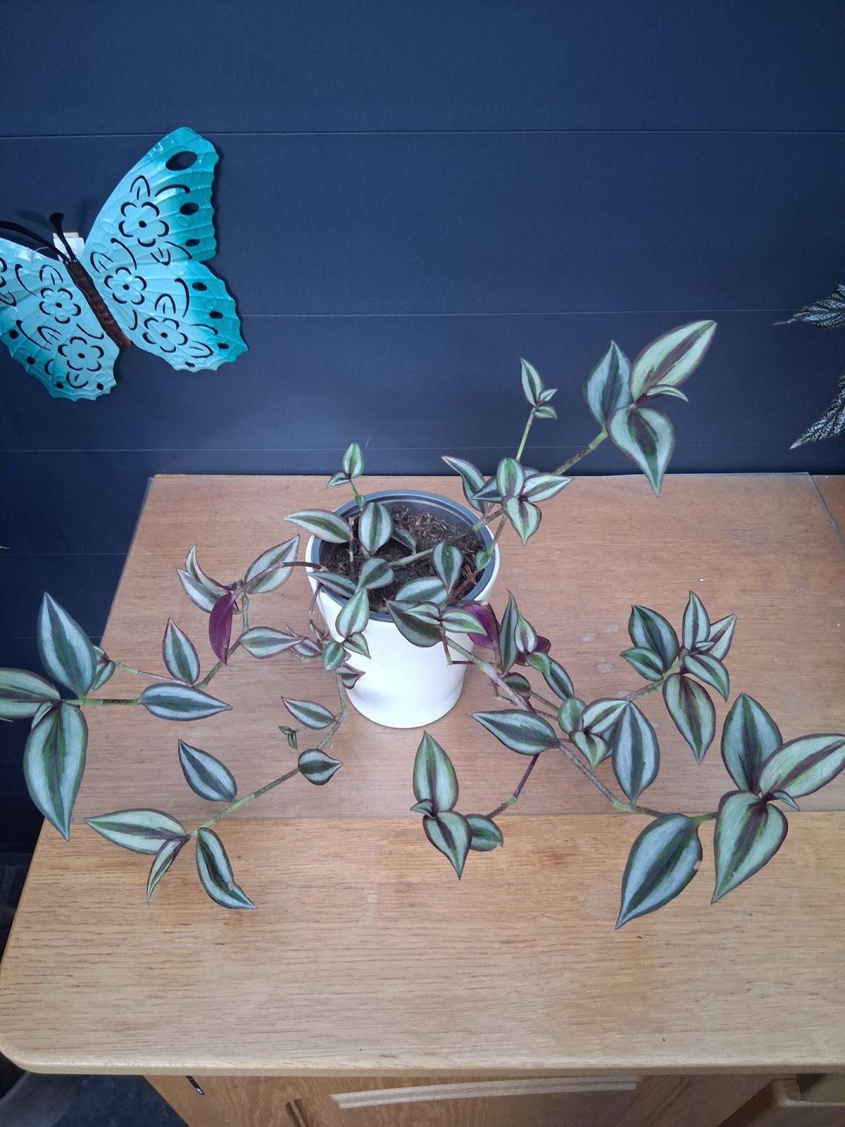 Tradescantia Zebrina - Levendige Hangplant in Pot, Huis en Inrichting, Ophalen, Overige soorten, Halfschaduw, In pot