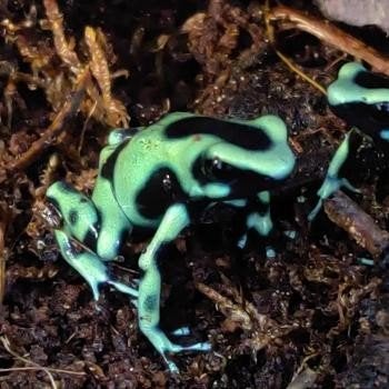 Dendrobates auratus Frog photo 5