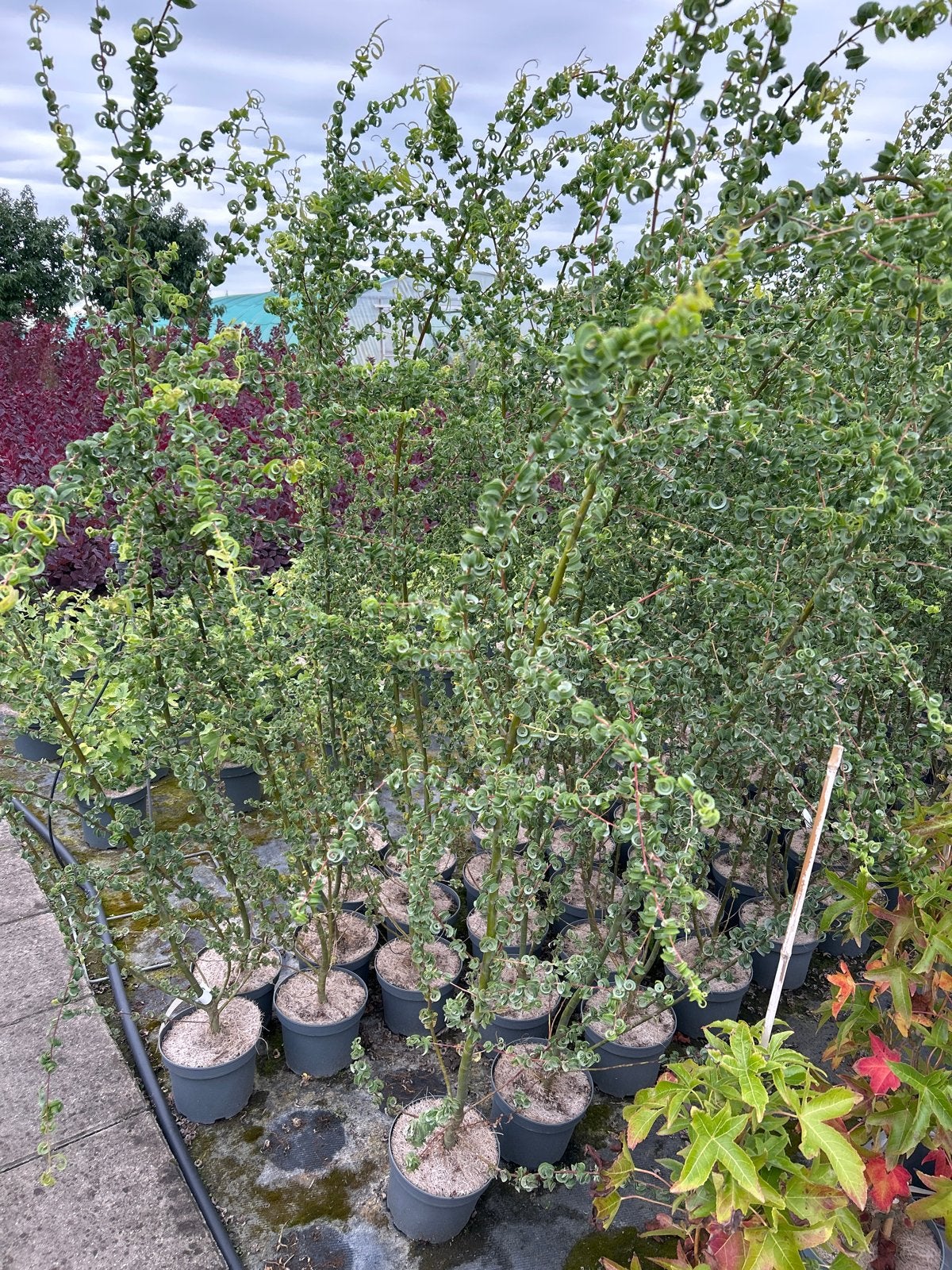 Salix Babylonica 'Curly' - Krulwilg in 2L pot, Ophalen, Vaste plant, Overige soorten