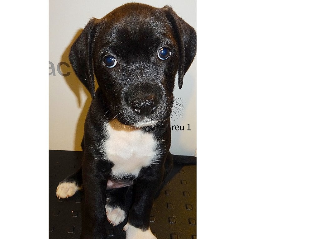 labradoodle/mix /  Amerikaanse Stafford :Pups, Parvo, 8 tot 15 weken, Meerdere, Meerdere dieren