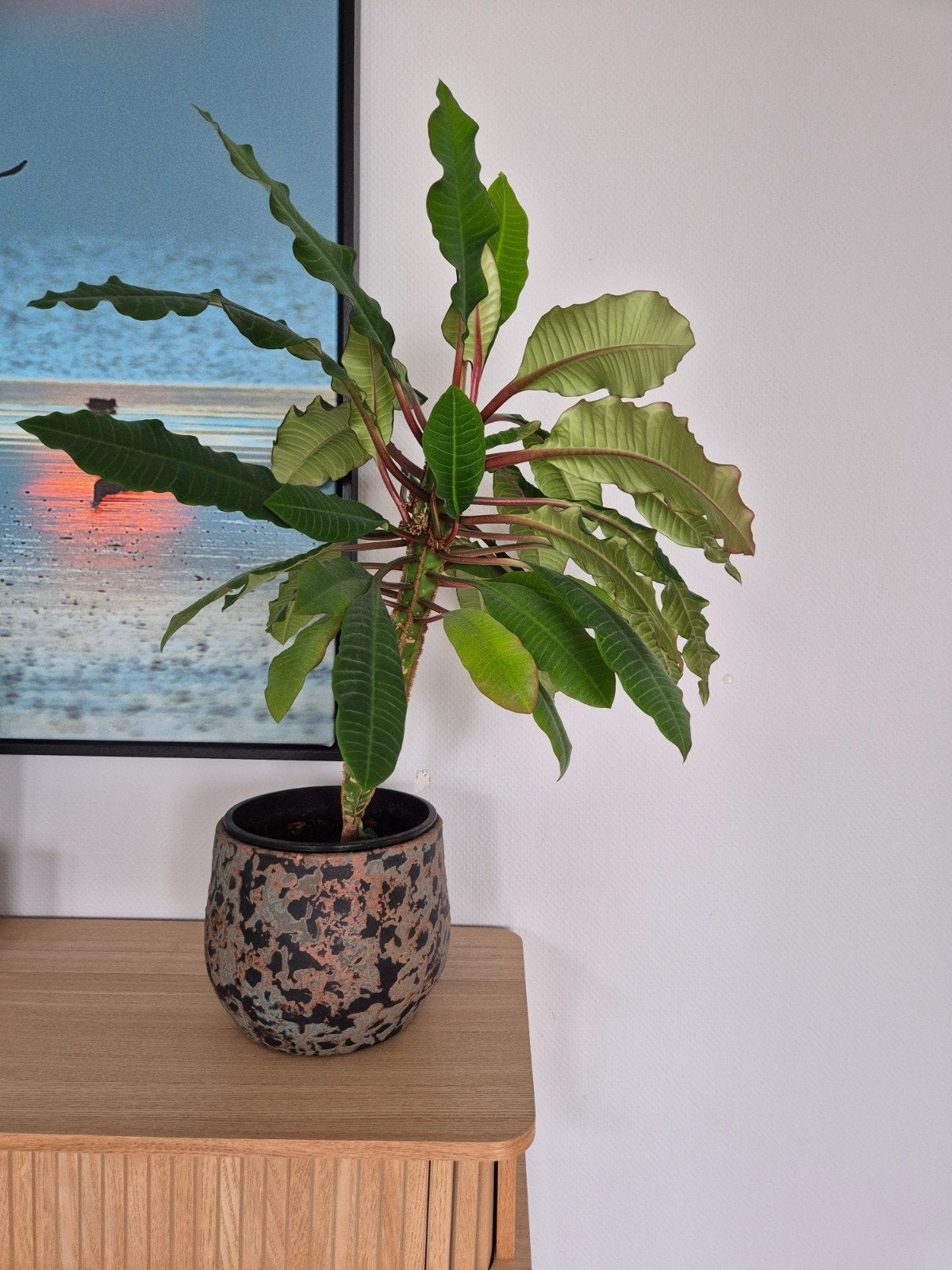 Madagaskar Jewel plant - ong 35 cm excl pot, Groene kamerplant, Ophalen, Halfschaduw, Minder dan 100 cm