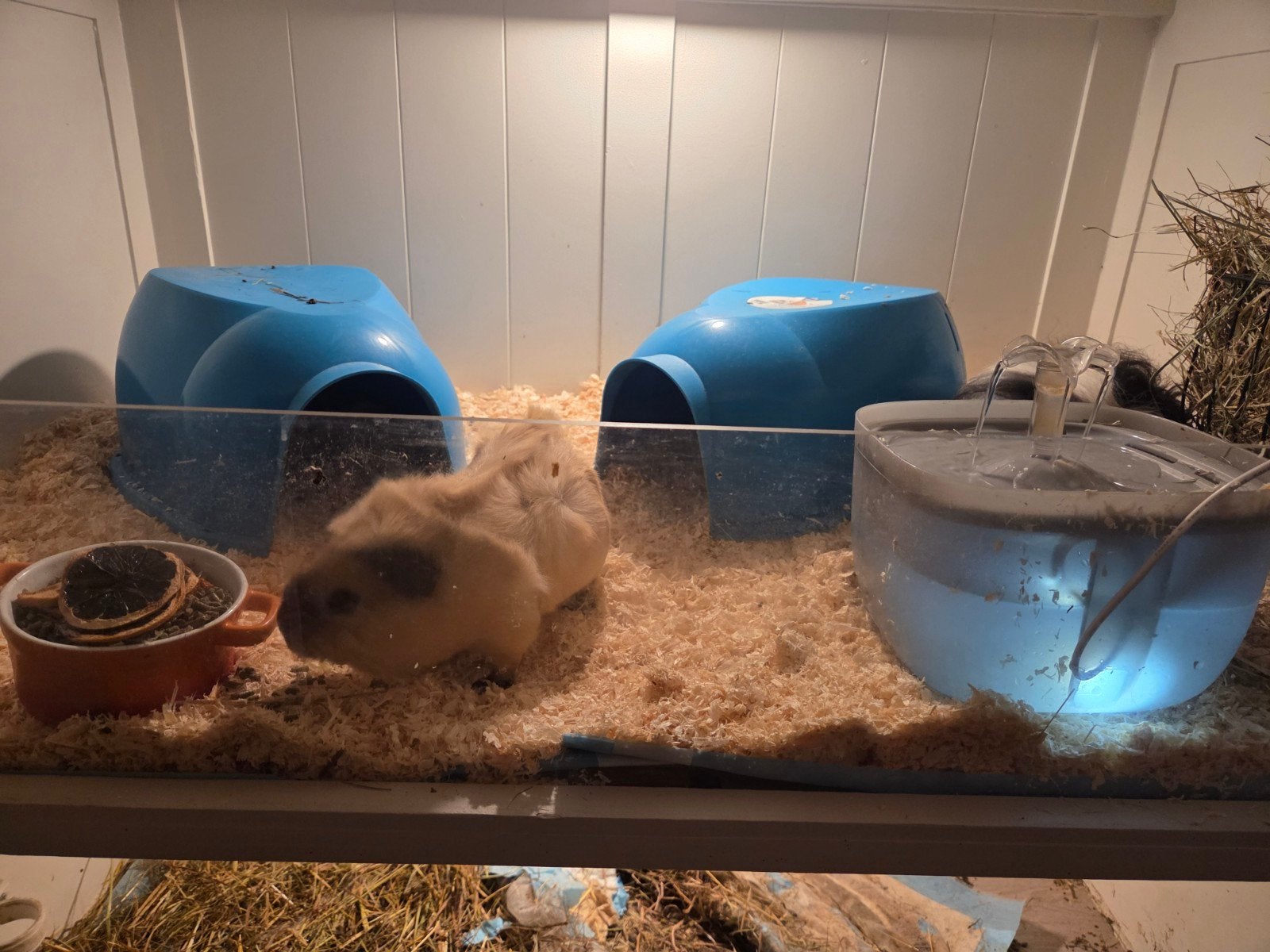 Cavia zeugjes, Dieren en Toebehoren, Maart, Vrouwelijk, Cavia