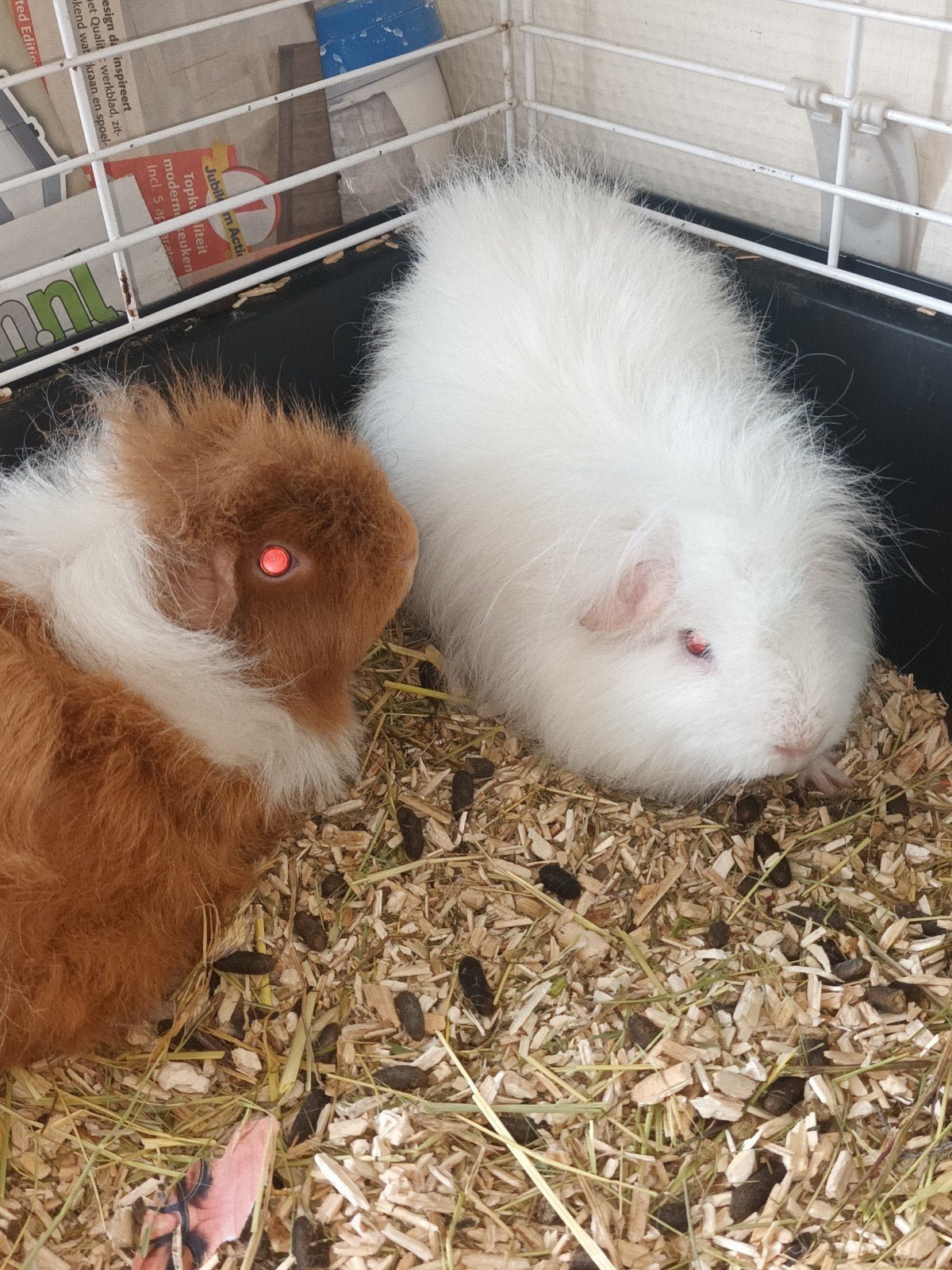 2 cavia's, mannetjes., Dieren en Toebehoren, Juli, Mannelijk, Cavia