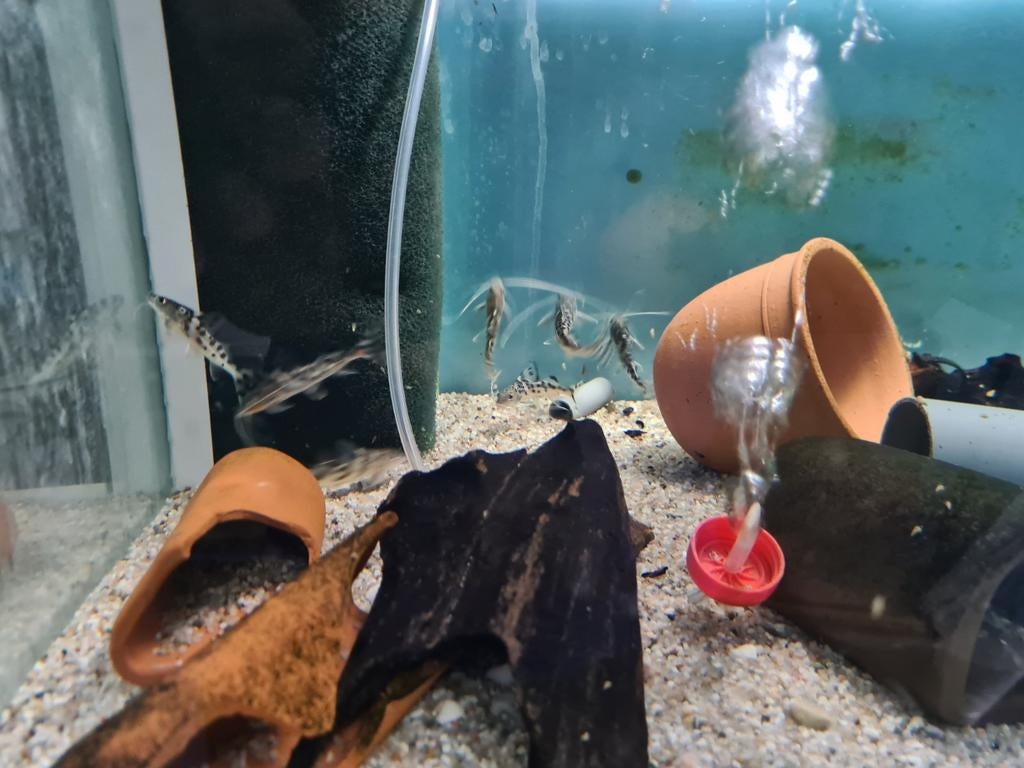 Pimelodus Pictus, antenne meerval, Dieren en Toebehoren, Vissen | Aquariumvissen, Vis, Zoetwatervis
