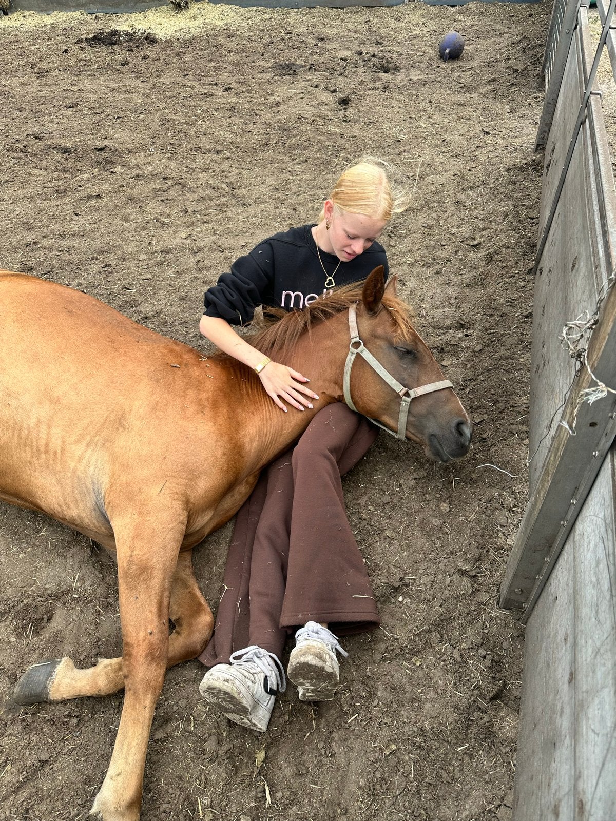 Vrijwilligers/ verzorgers  paarden gezocht, Vacatures, Goede doelen en Vrijwilligerswerk, 33 - 40 uur, Overige niveaus, Starter