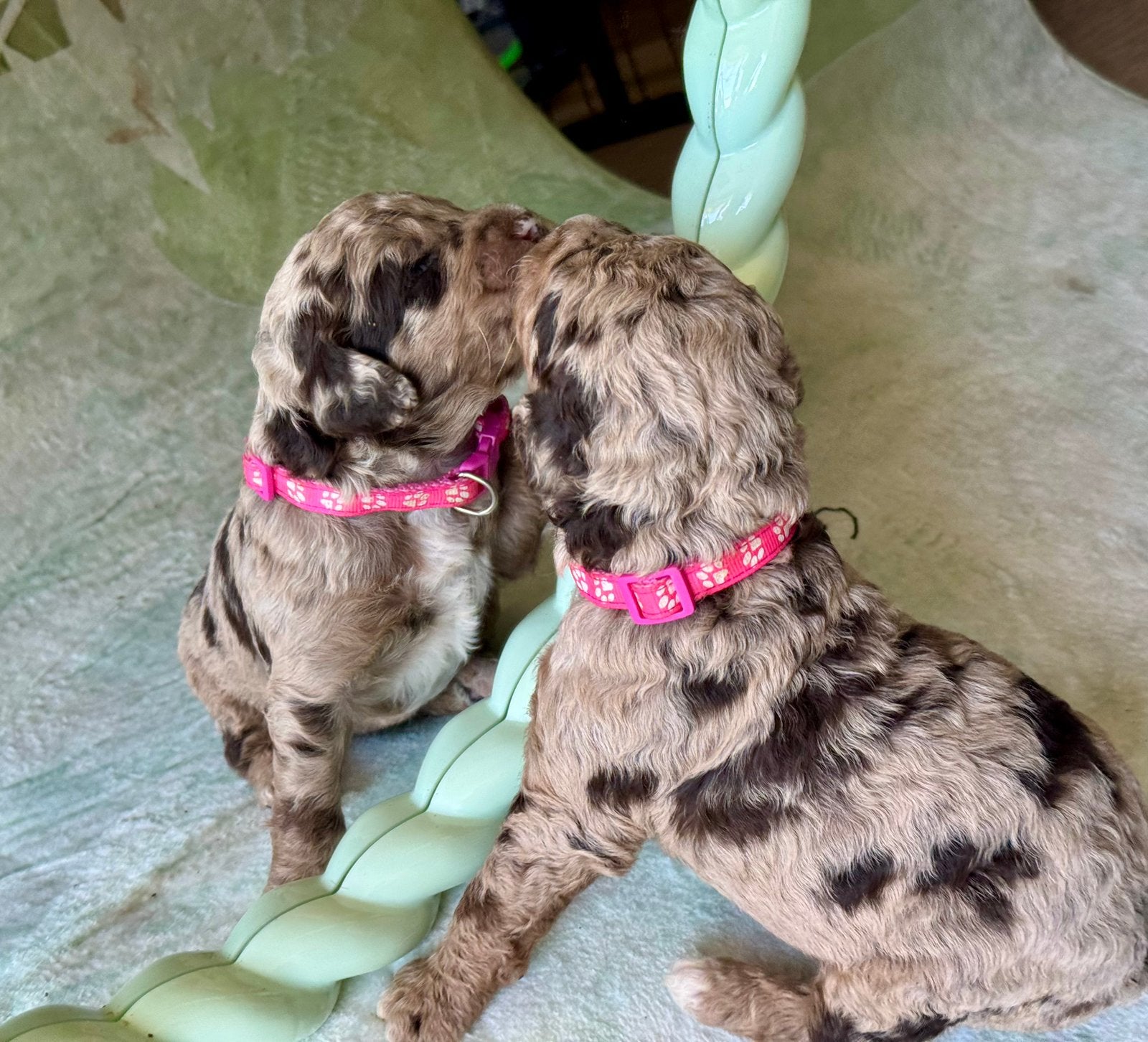 AUSSIEDOODLE pups geboren 15 mei, Dieren en Toebehoren, Parvo, 8 tot 15 weken, Meerdere, Meerdere dieren