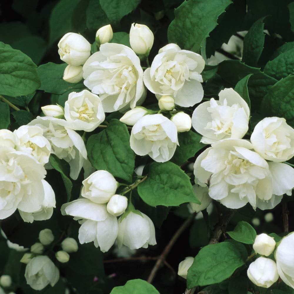 Philadelphus virginal, witte boeren jasmijn, Volle zon, Vaste plant, Ophalen of Verzenden, Klimplanten