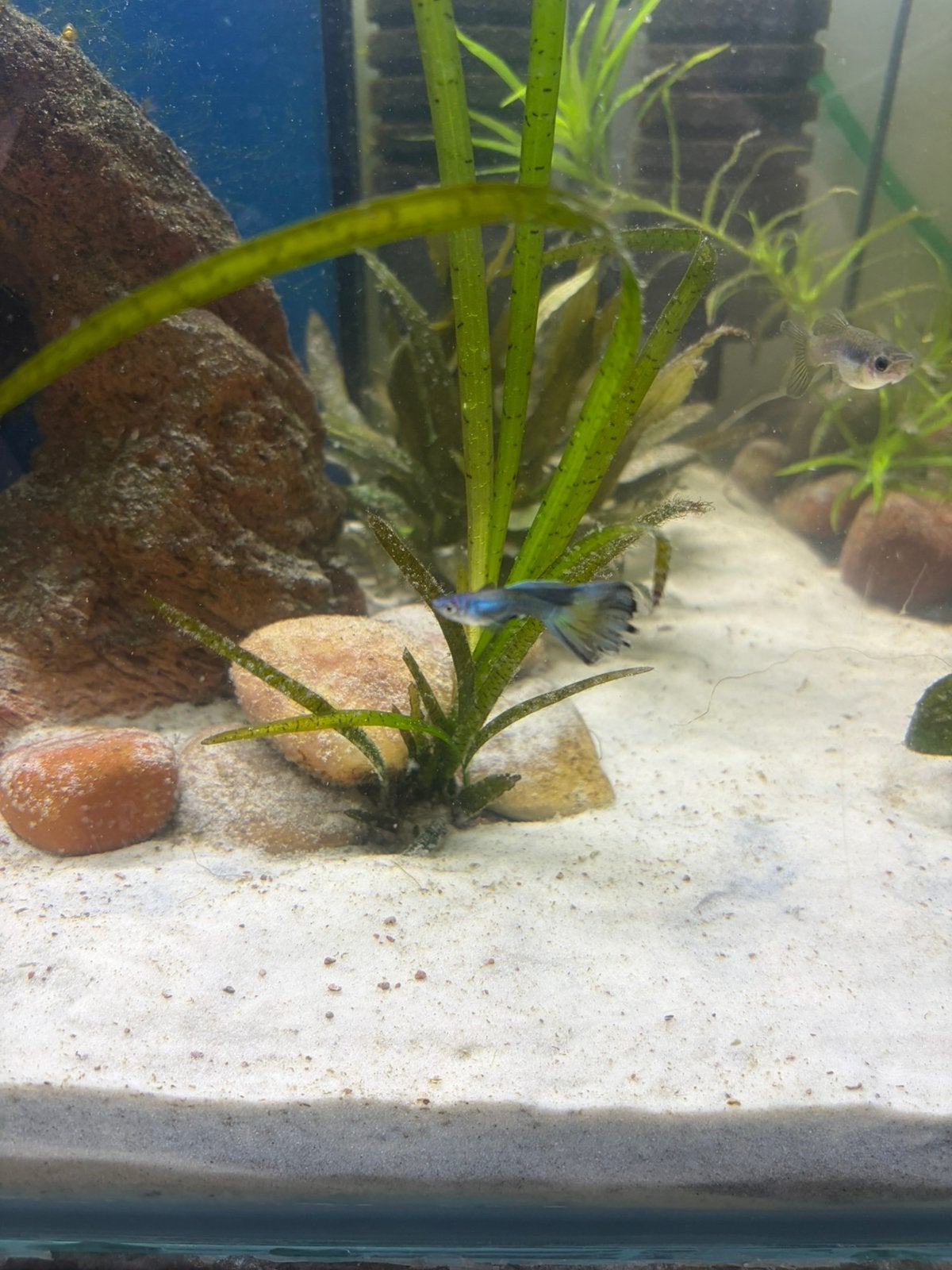Baby blue moscow guppen, Dieren en Toebehoren, Vis