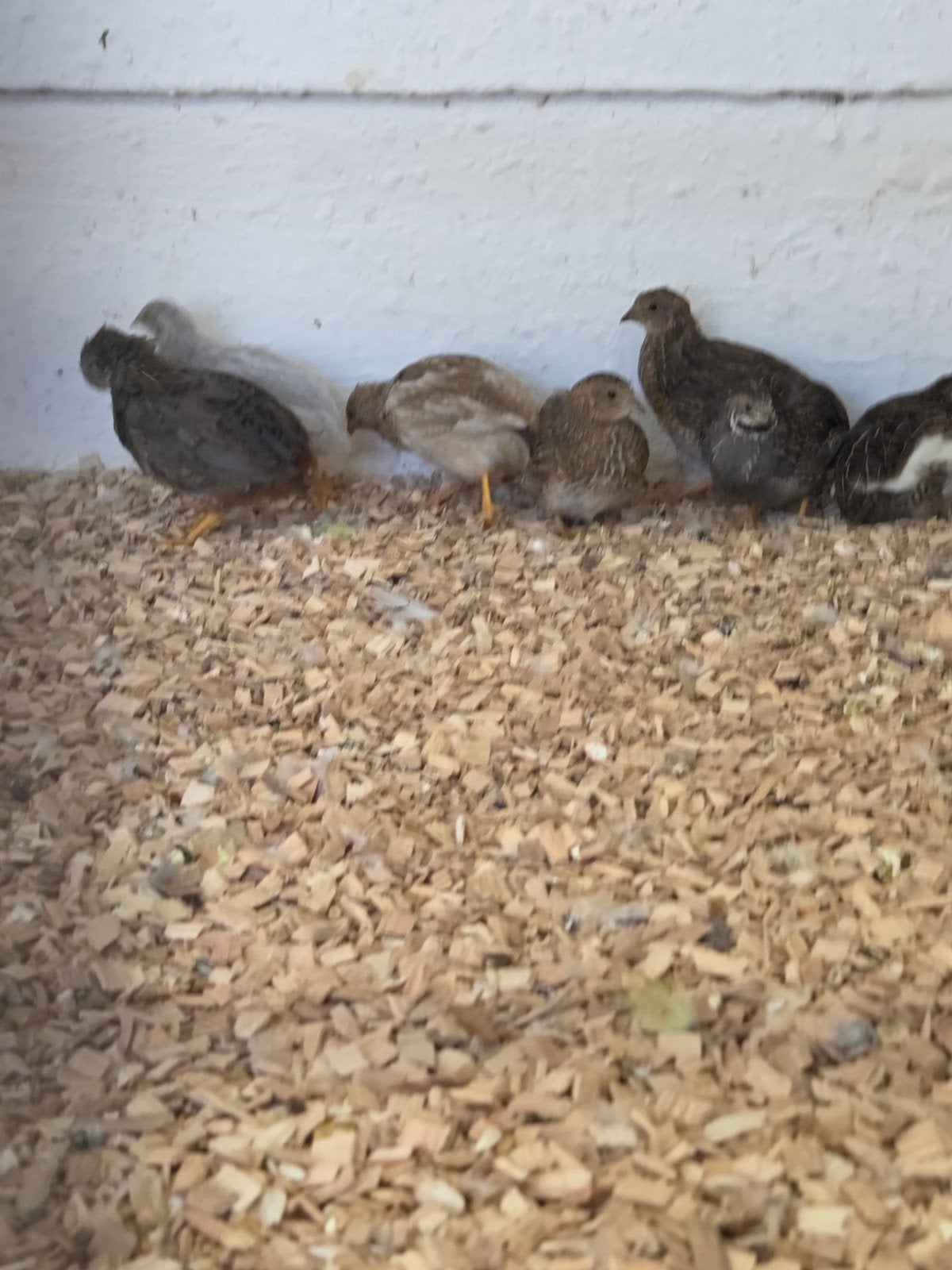 chineze dwerg kwartels, Dieren en Toebehoren, Meerdere dieren