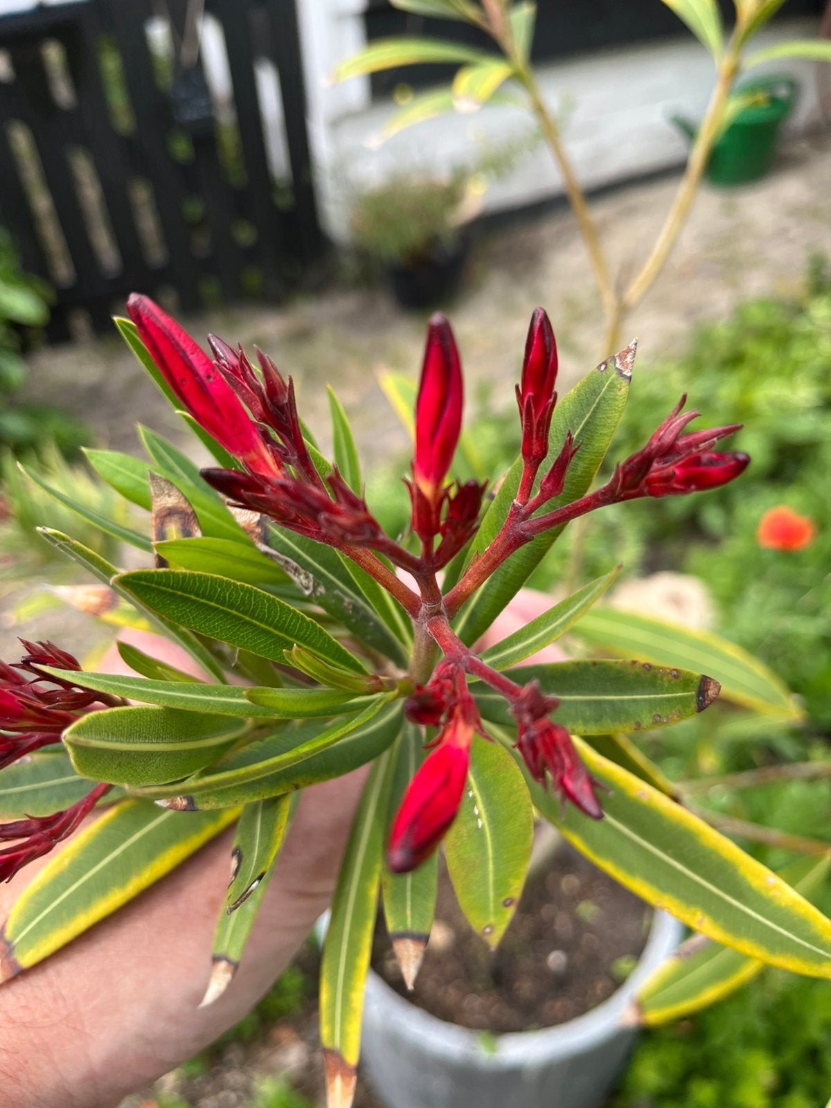 GRATIS: tuinplanten, Tuin en Terras, Planten | Tuinplanten, Ophalen, Overige soorten, Halfschaduw