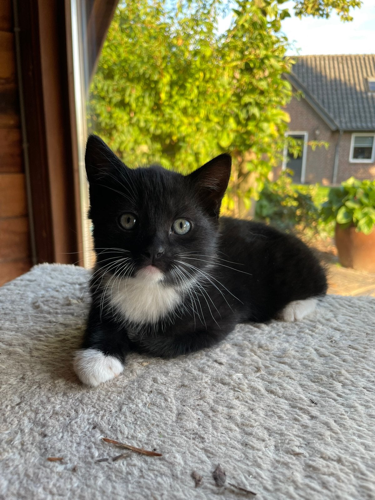 Kitten (meisje/poes), Dieren en Toebehoren, Poes