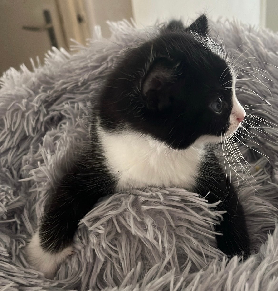 Kittens, Meerdere dieren