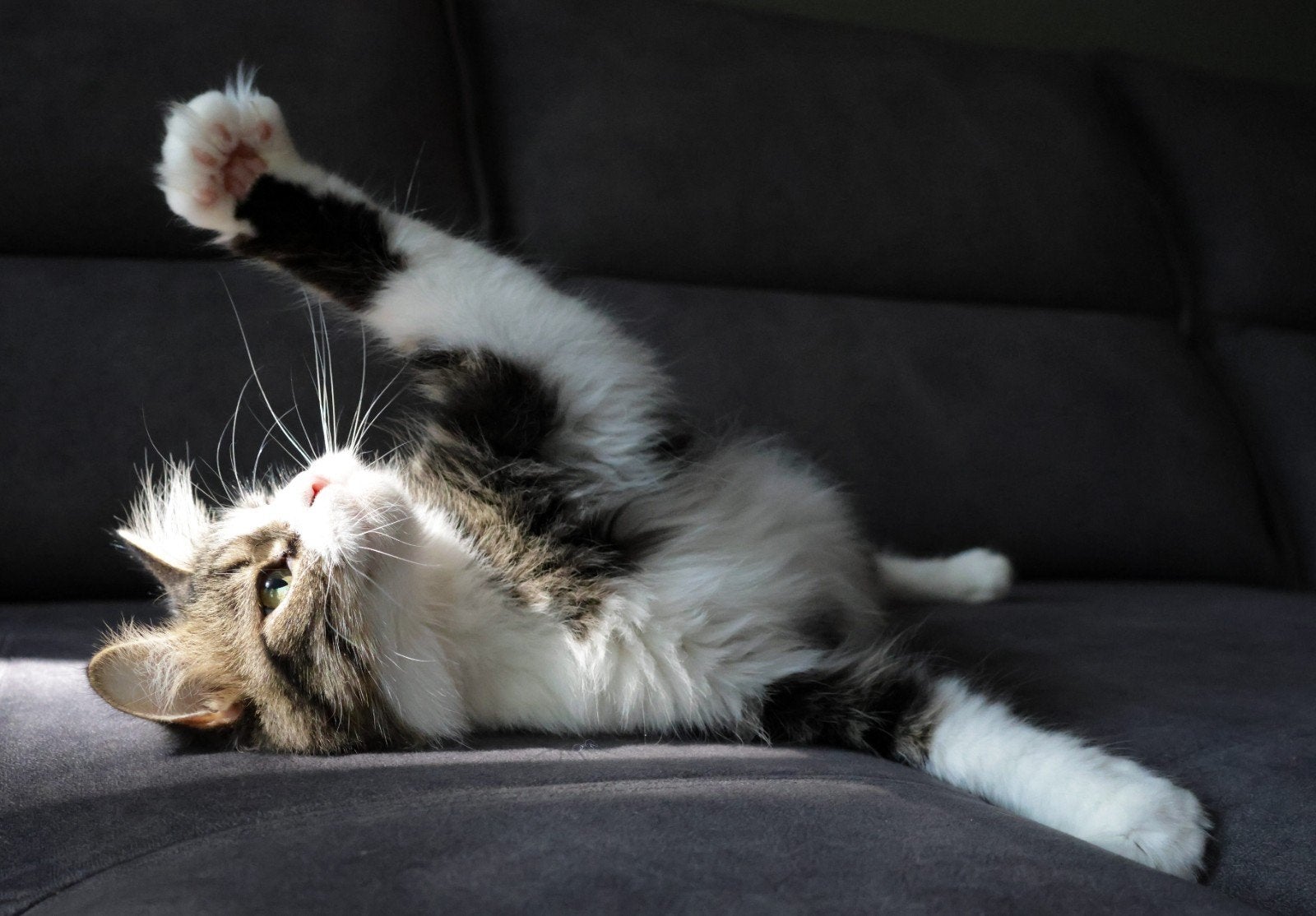 Zeldzame American Ringtail xMaine Coon poes(Mega knuffelig!), Poes, Gechipt, 0 tot 2 jaar
