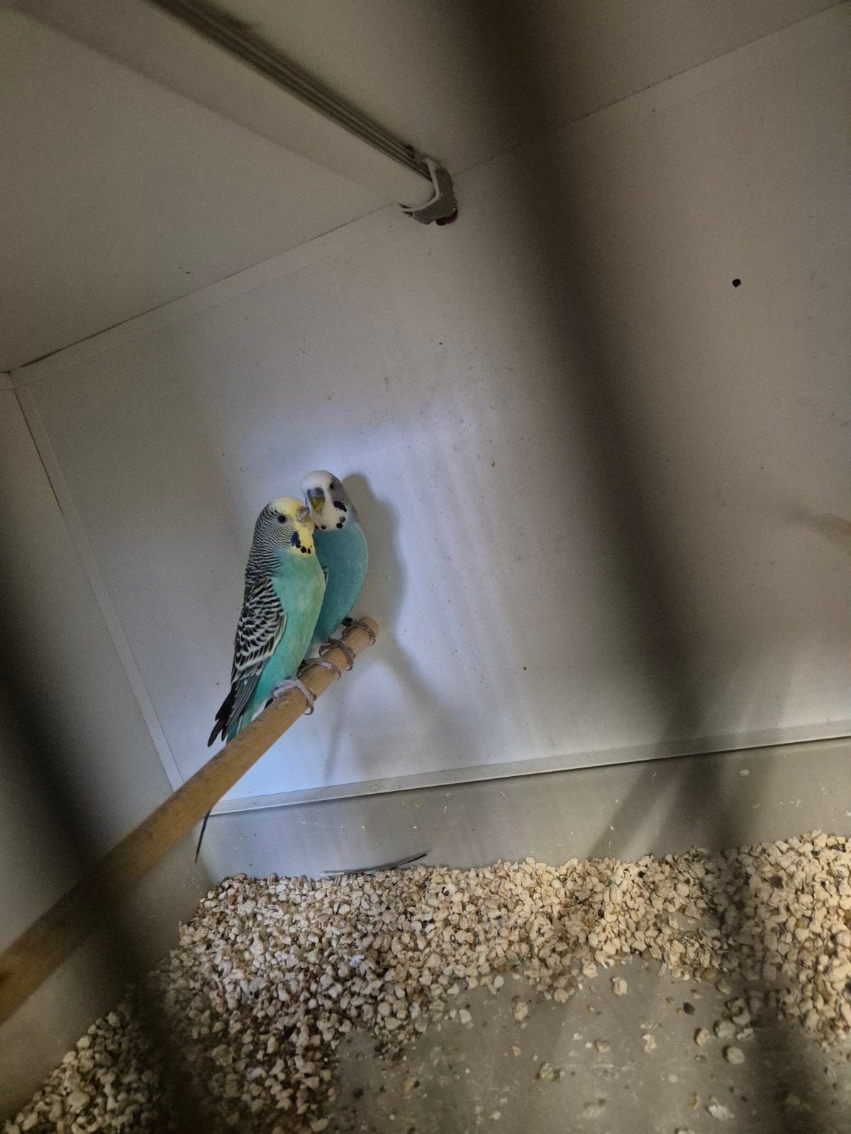 Net koppel die netjes geringd is., Dieren en Toebehoren, Vogels | Parkieten en Papegaaien, Meerdere dieren, Parkiet, Geringd