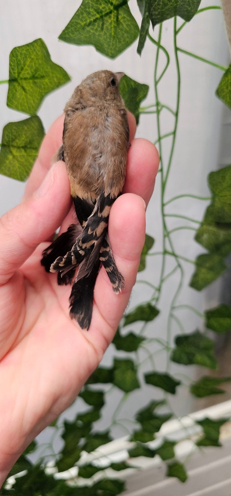 Parva mooie gezonde zwarte jongen van 2026, Dieren en Toebehoren, Vogels | Kanaries, Meerdere dieren