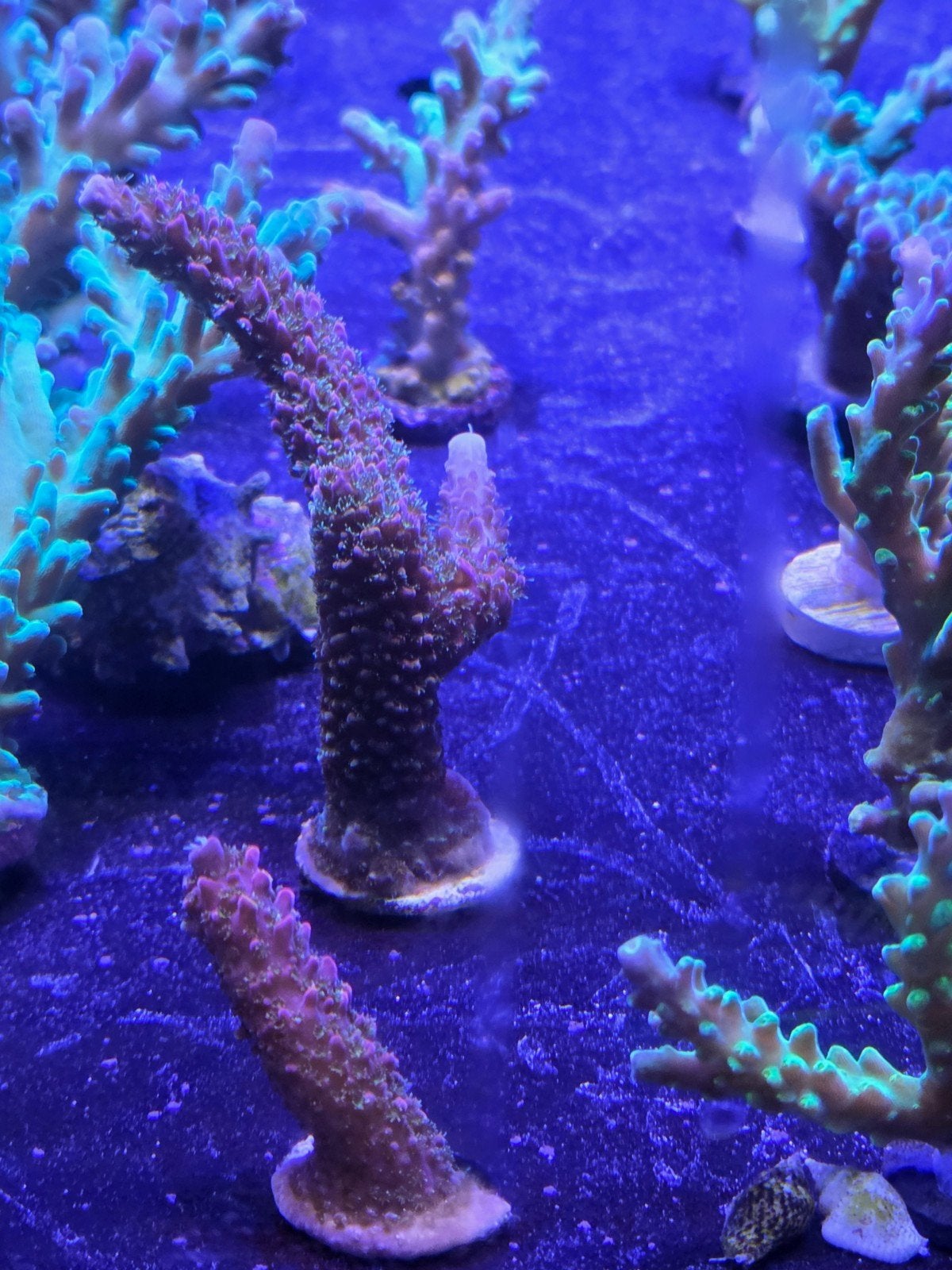 Acropora stekken diverse soorten beschikbaar, Dieren en Toebehoren, Ophalen, ., Plant(en), Steen of Hout, Nieuw