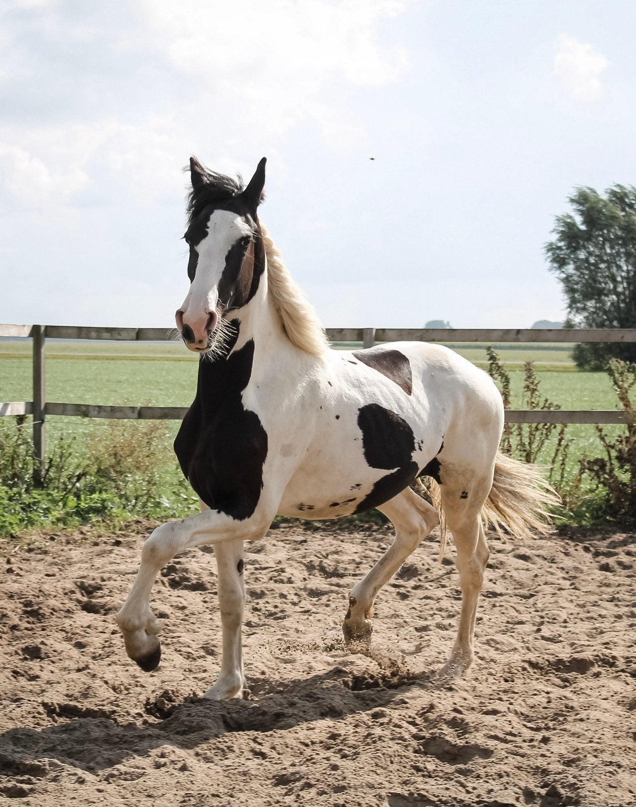 Barocko pinto enter hengst (homozygoot), Minder dan 160 cm, Met stamboom, 0 tot 2 jaar, Hengst