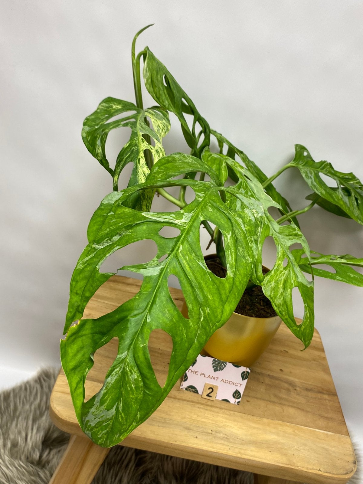 Monstera Adansonii Indonesian Marble #1, Huis en Inrichting, Kamerplanten, Ophalen of Verzenden, Halfschaduw, Minder dan 100 cm