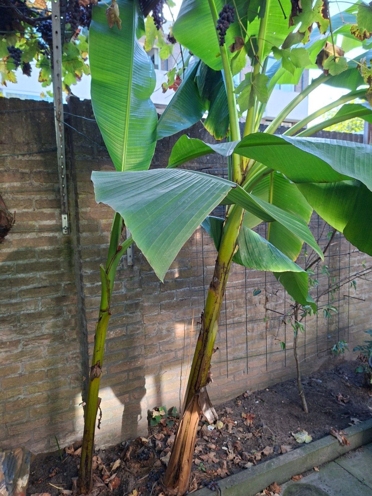 Grote bananenplant voor in de tuin, Ophalen, Vaste plant, Halfschaduw, Zomer