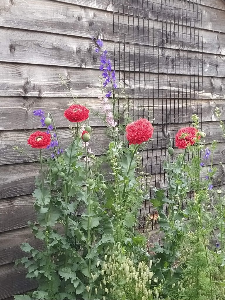 Te koop: zaden 1-, 2-jarigen en vaste planten, Ophalen of Verzenden, Volle zon, Zaad