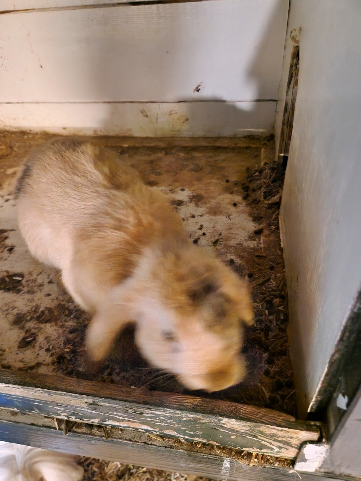Lief en schattig jong konijn te koop, Mannelijk, Dwerg, Hangoor, 0 tot 2 jaar