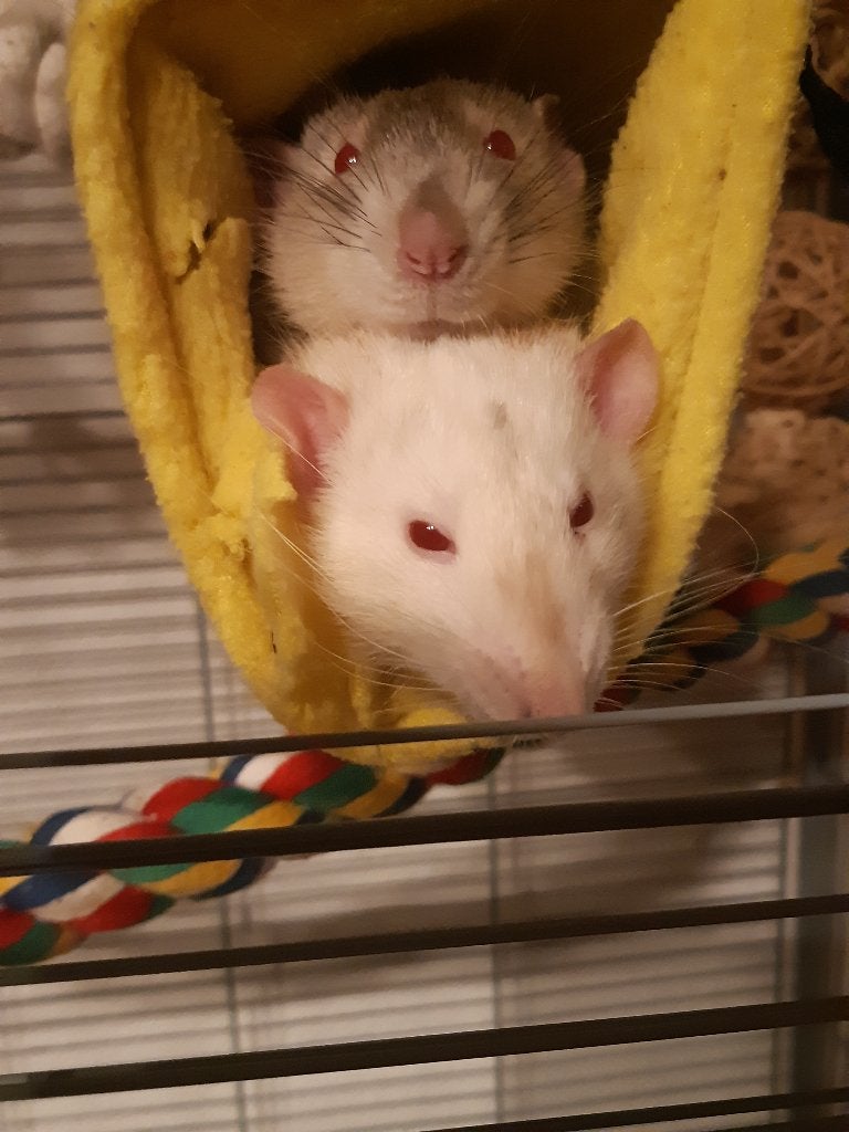 Aangeboden: Lieve en betrouwbare knaagdieren-oppas., Januari, Meerdere dieren, Rat