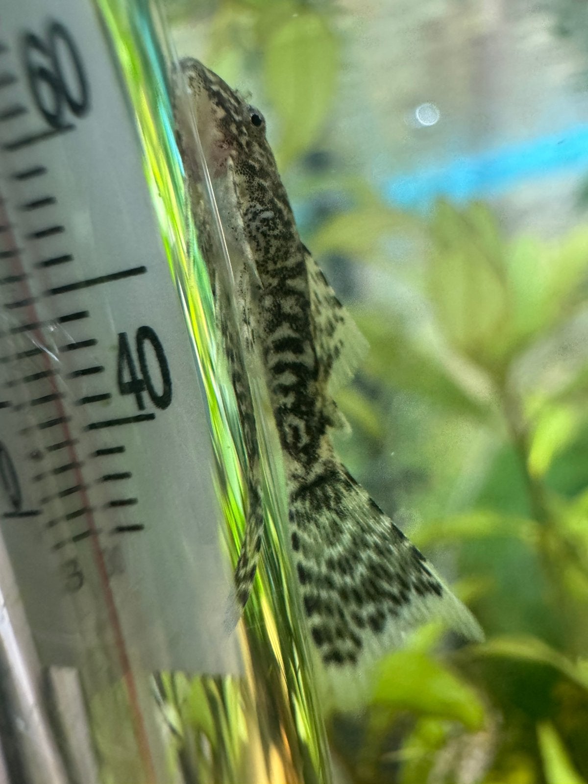 Longfin ancistrus algeneter babys, Dieren en Toebehoren, Vis, Zoetwatervis, Schoolvis