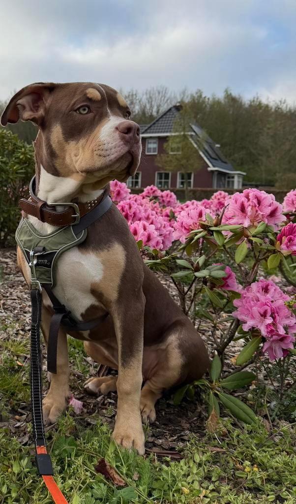 Bully xl teefje zoekt gouden mandje, Dieren en Toebehoren, Honden | Bulldogs, Pinschers en Molossers, 15 weken tot 1 jaar, Overige rassen