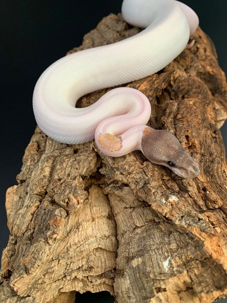 0.1 GHI mojave piebald python regius Ball Python photo 3